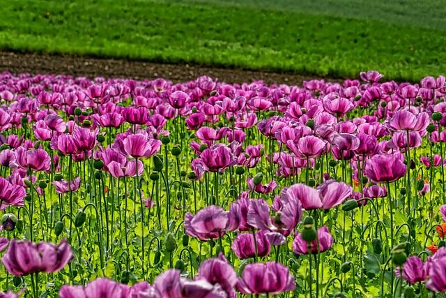 opium poppies, flowers, field of poppies