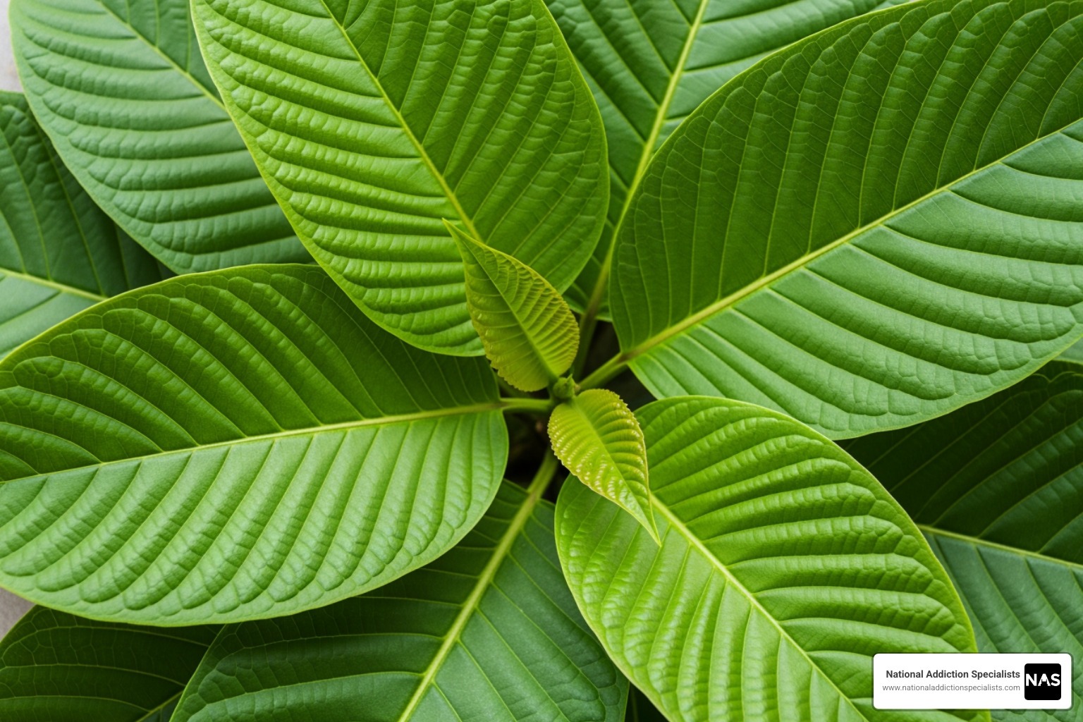 Kratom leaves