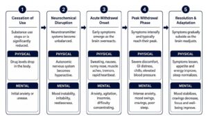 Sequence of physical and mental adaptations during substance withdrawal